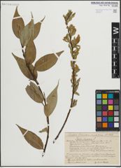 Foto von Salix lucida Muhl.